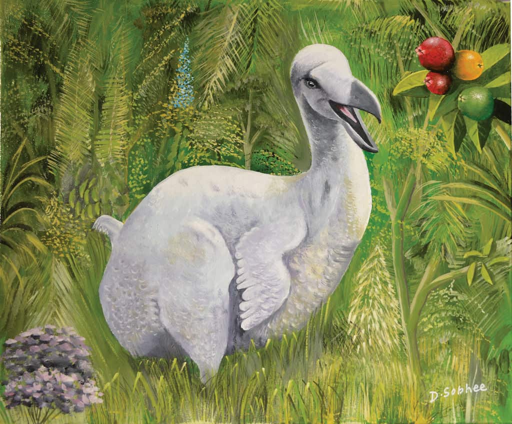 Dodo 2
