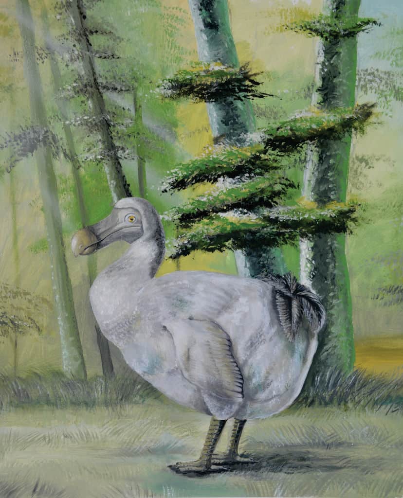 Dodo