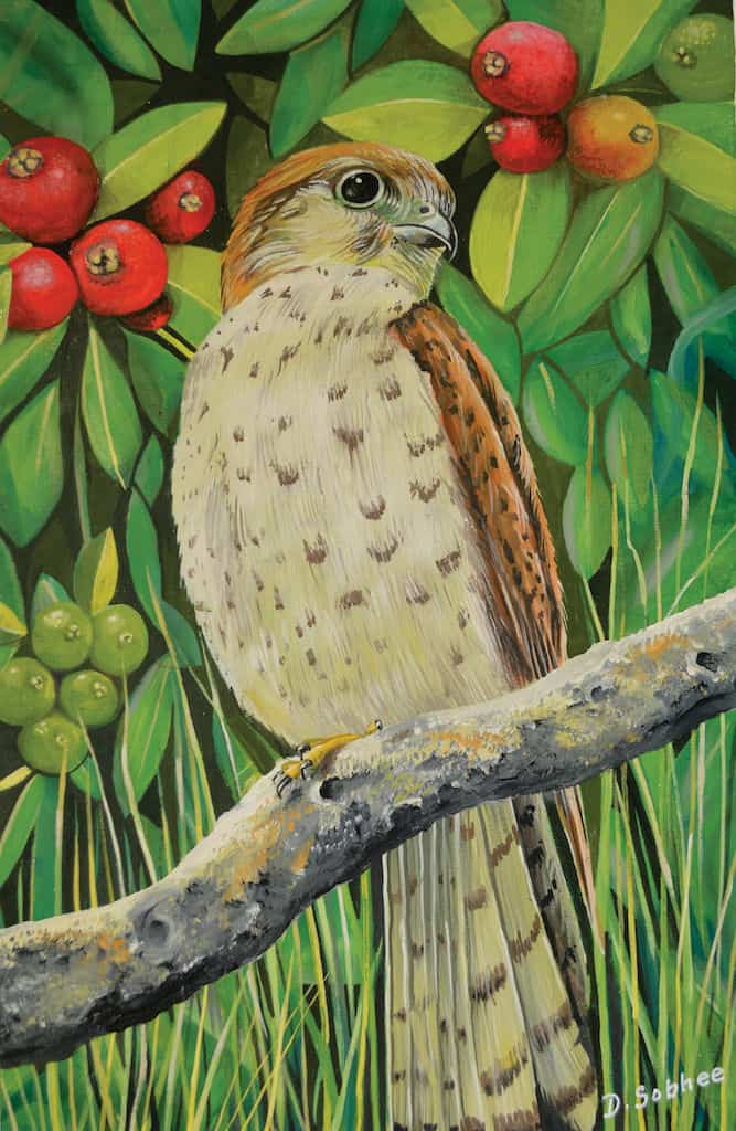 Kestrel