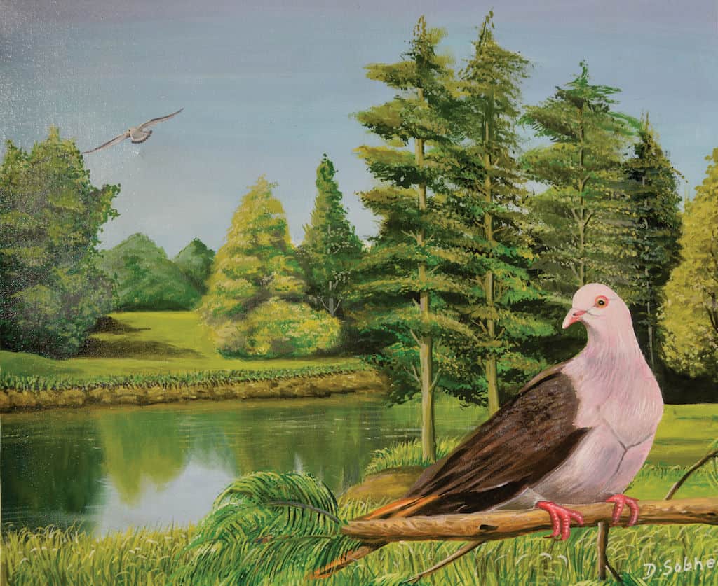 Pink Pigeon 2