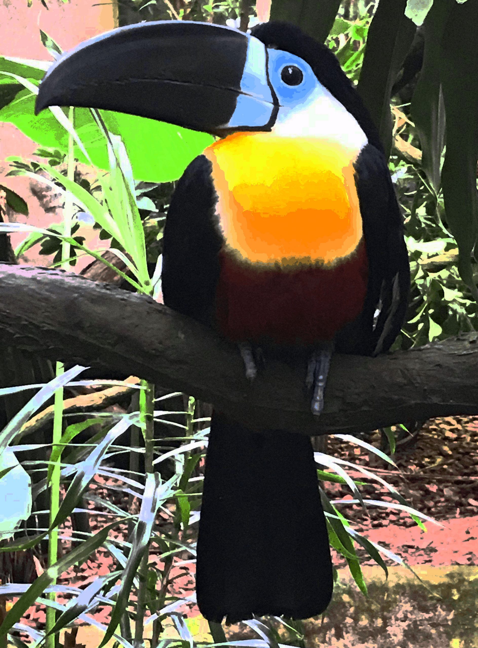 Toucan