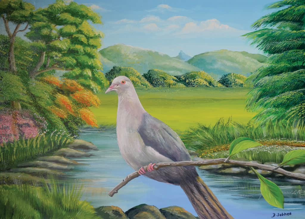 Pink Pigeon