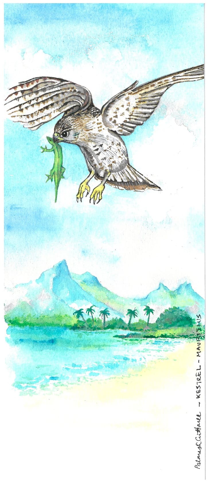 Mauritius souvenir bookmark : Kestrel