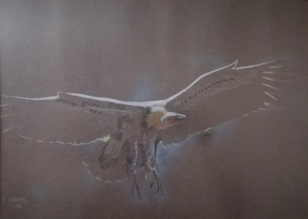 Vulture