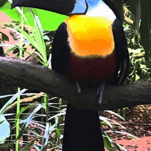 mauritius_arts_lauredy_louise_toucan